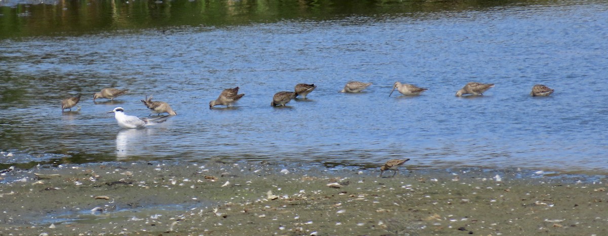 Long-billed Dowitcher - ML642144011