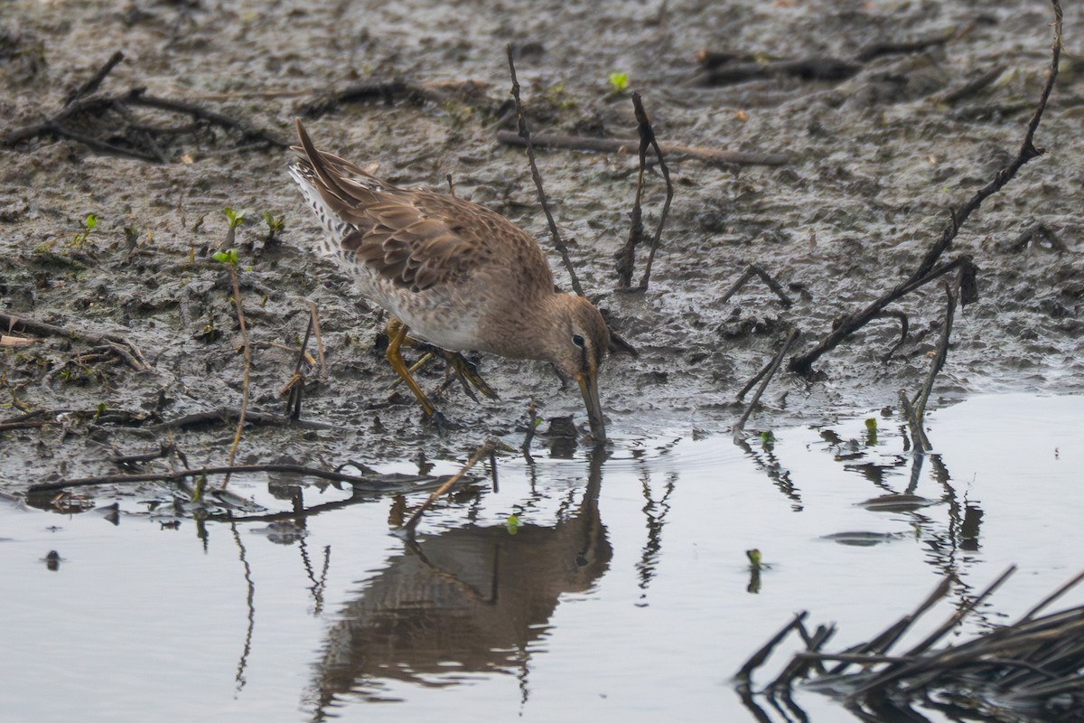 Bindenstrandläufer - ML642144028