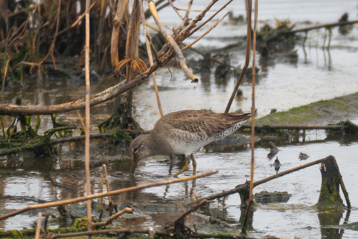 Bindenstrandläufer - ML642144029