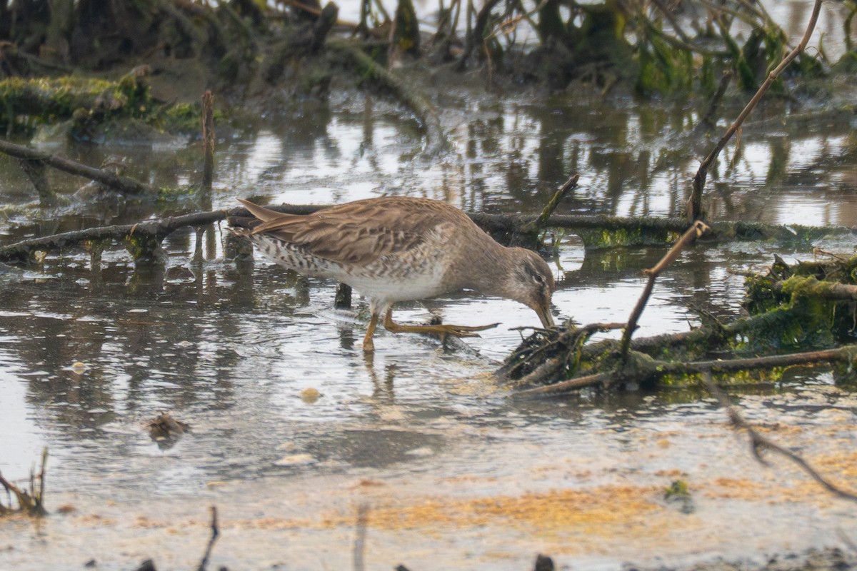 Bindenstrandläufer - ML642144030