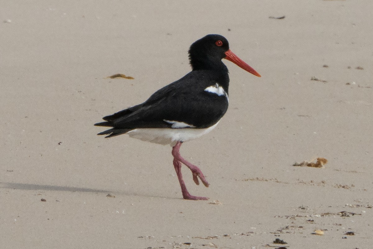 Australausternfischer - ML642144033