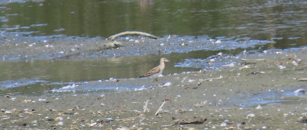 Graubrust-Strandläufer - ML642144035