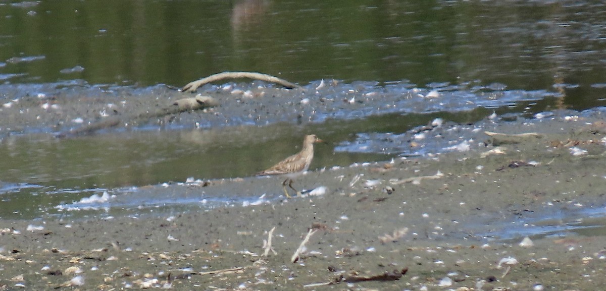Graubrust-Strandläufer - ML642144036