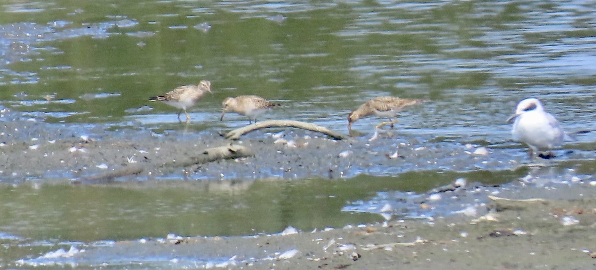 Graubrust-Strandläufer - ML642144037