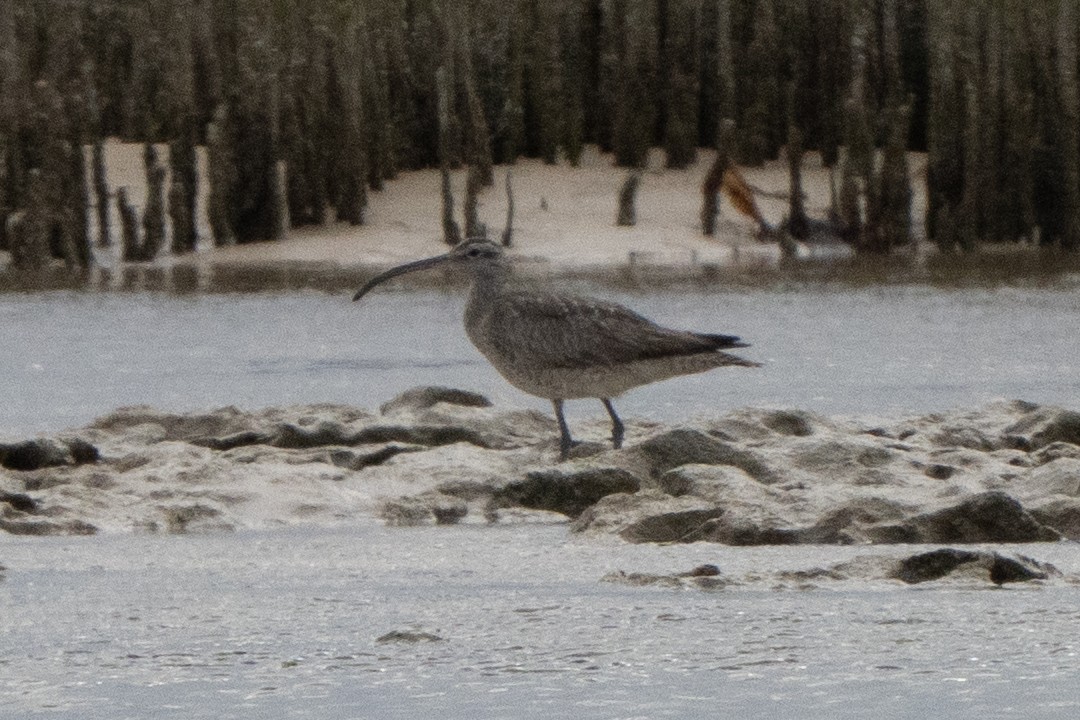 Regenbrachvogel - ML642144038