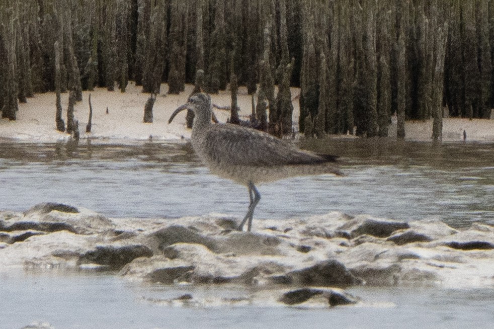 Regenbrachvogel - ML642144039