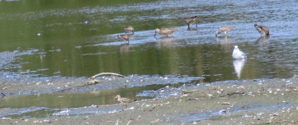 Graubrust-Strandläufer - ML642144040