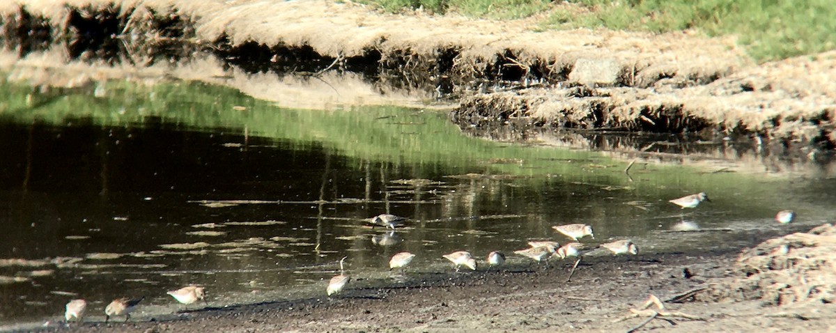 Bergstrandläufer - ML642144046