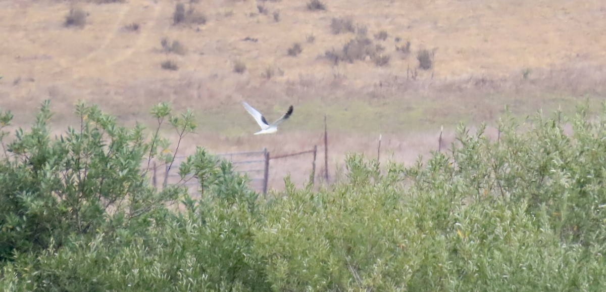 White-tailed Kite - ML642144061