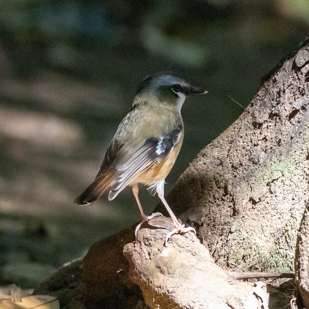 Gray-headed Robin - ML642144062