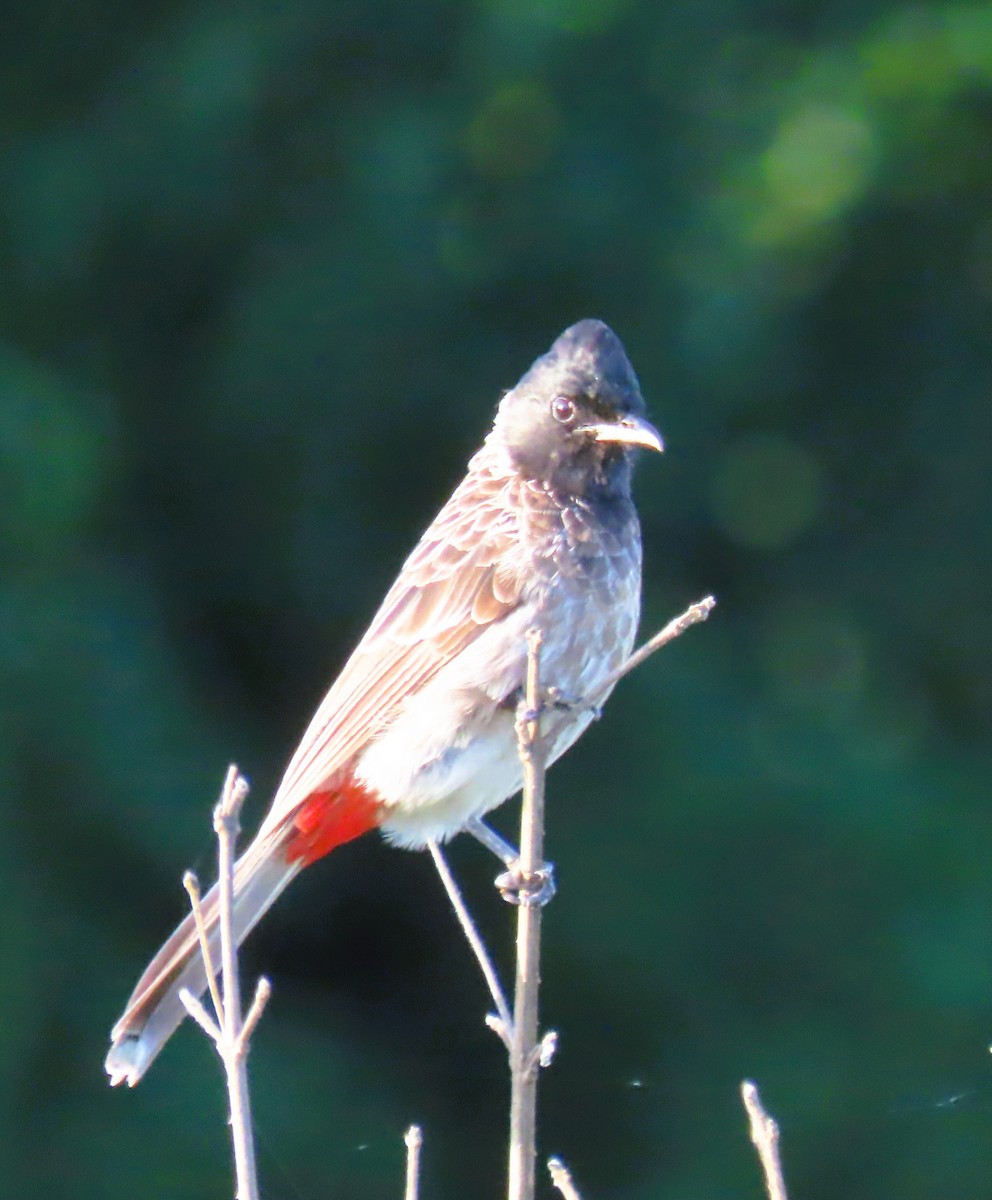 Red-vented Bulbul - ML642144082