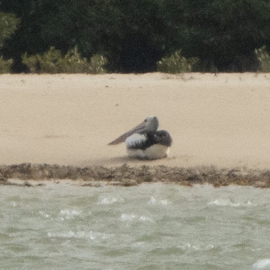 Australian Pelican - ML642144084