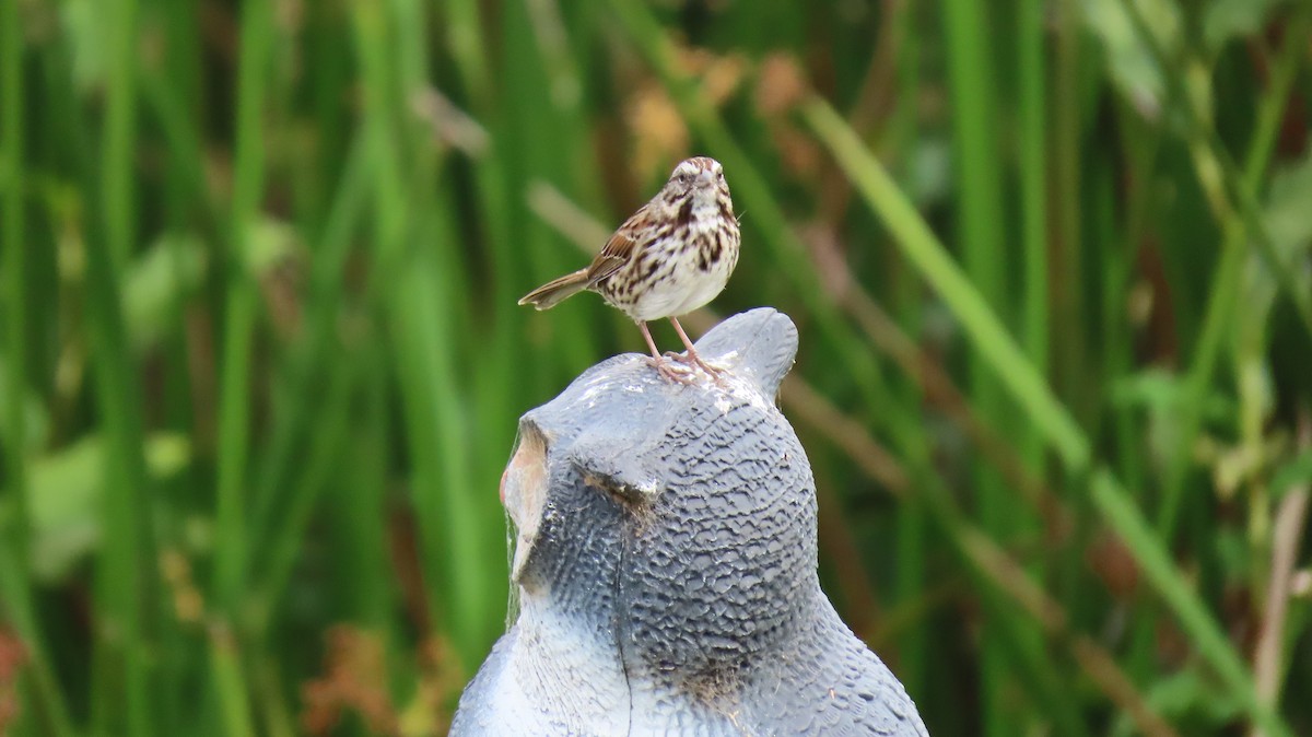 Song Sparrow - ML642144085