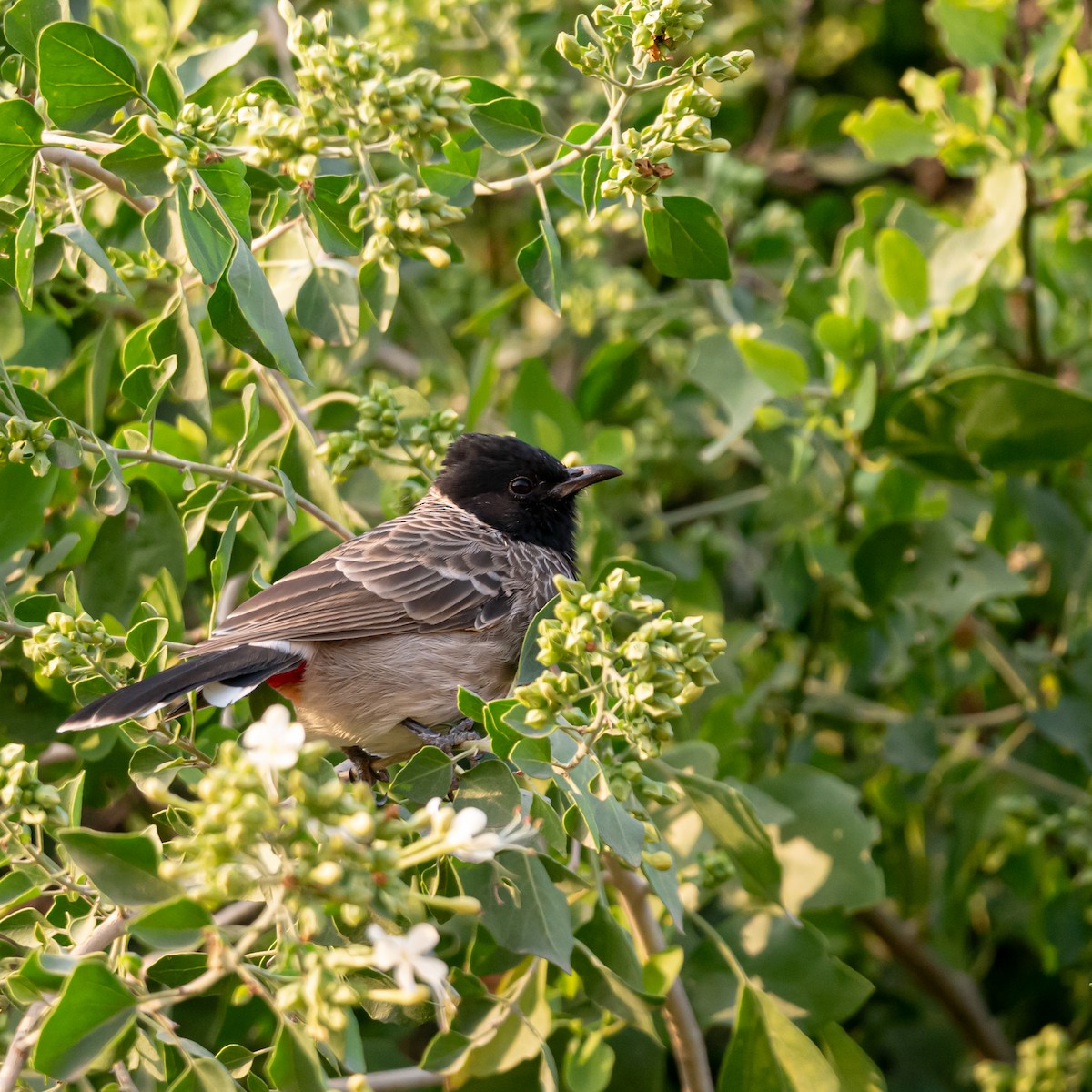 Red-vented Bulbul - ML642144087