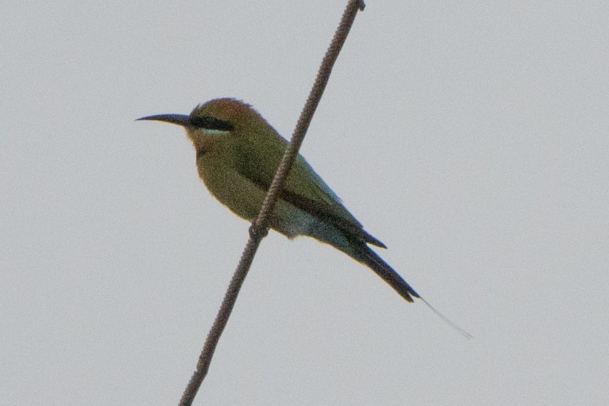ハチクイ - ML642144115
