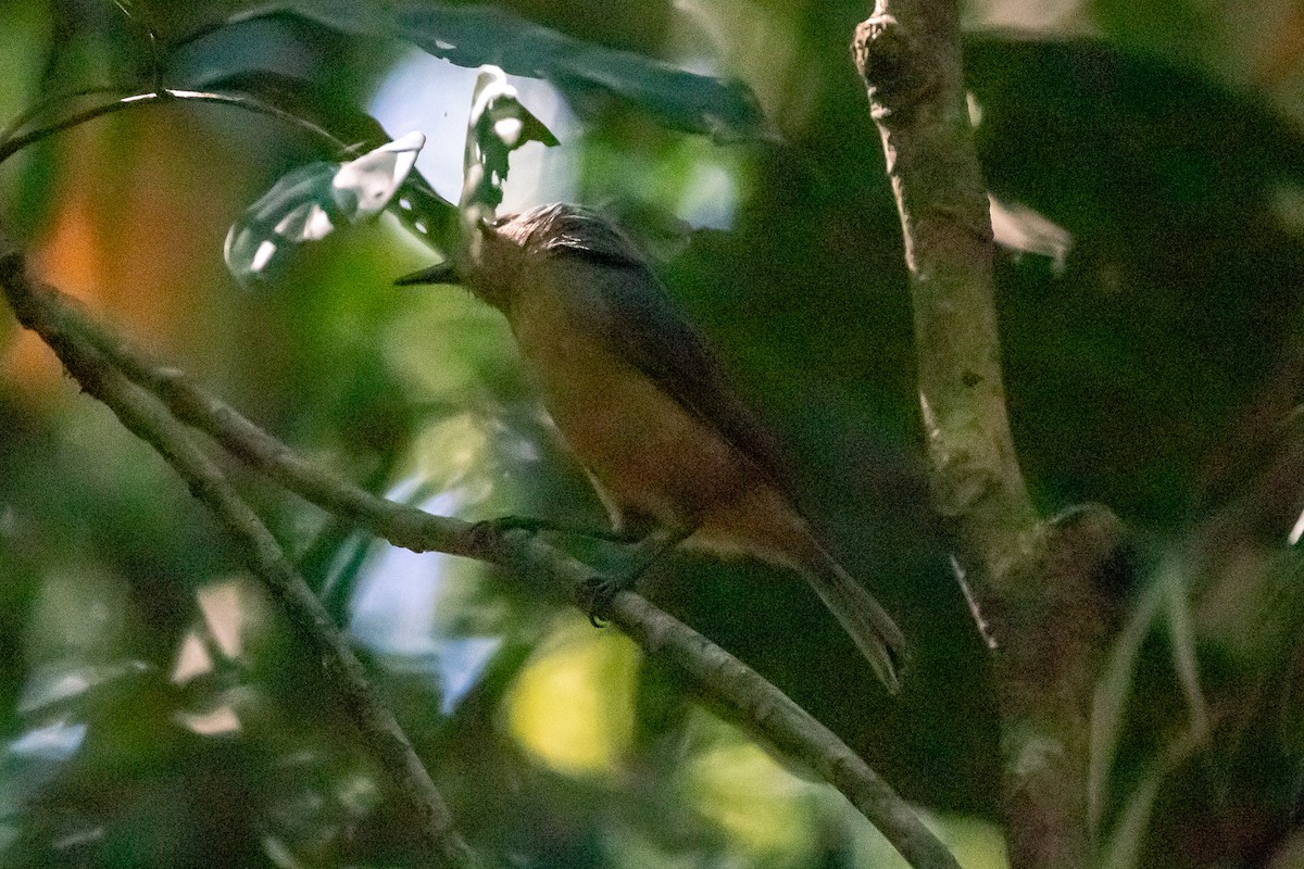 Bower's Shrikethrush - ML642144130