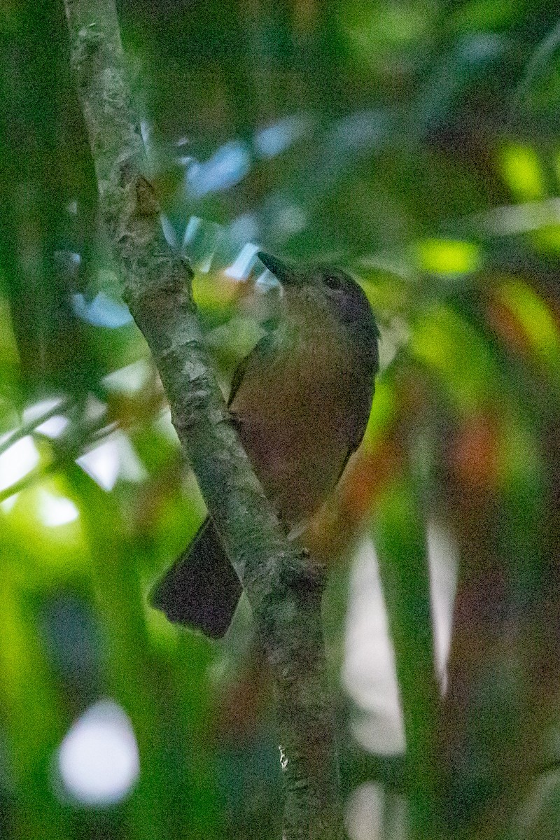Bower's Shrikethrush - ML642144131