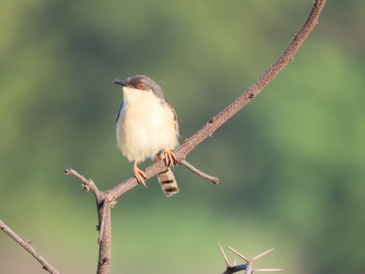 Ashy Prinia - ML642144145
