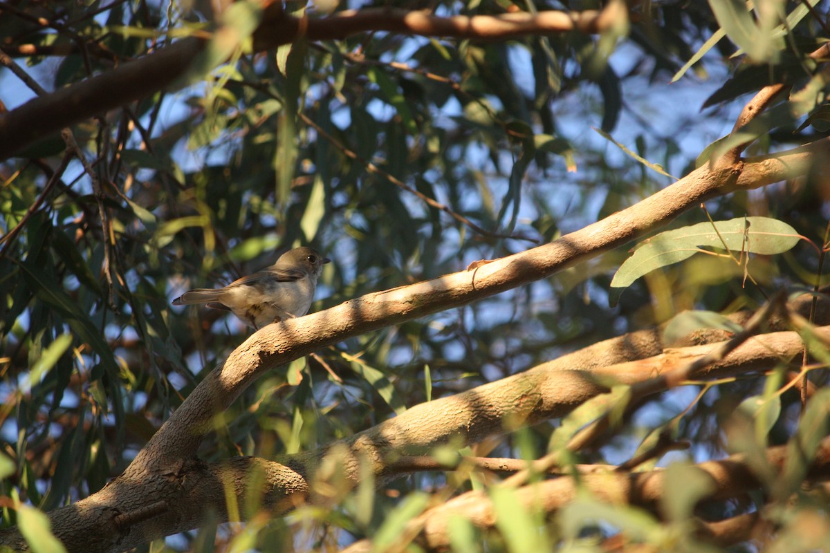 Golden Whistler - ML642144147