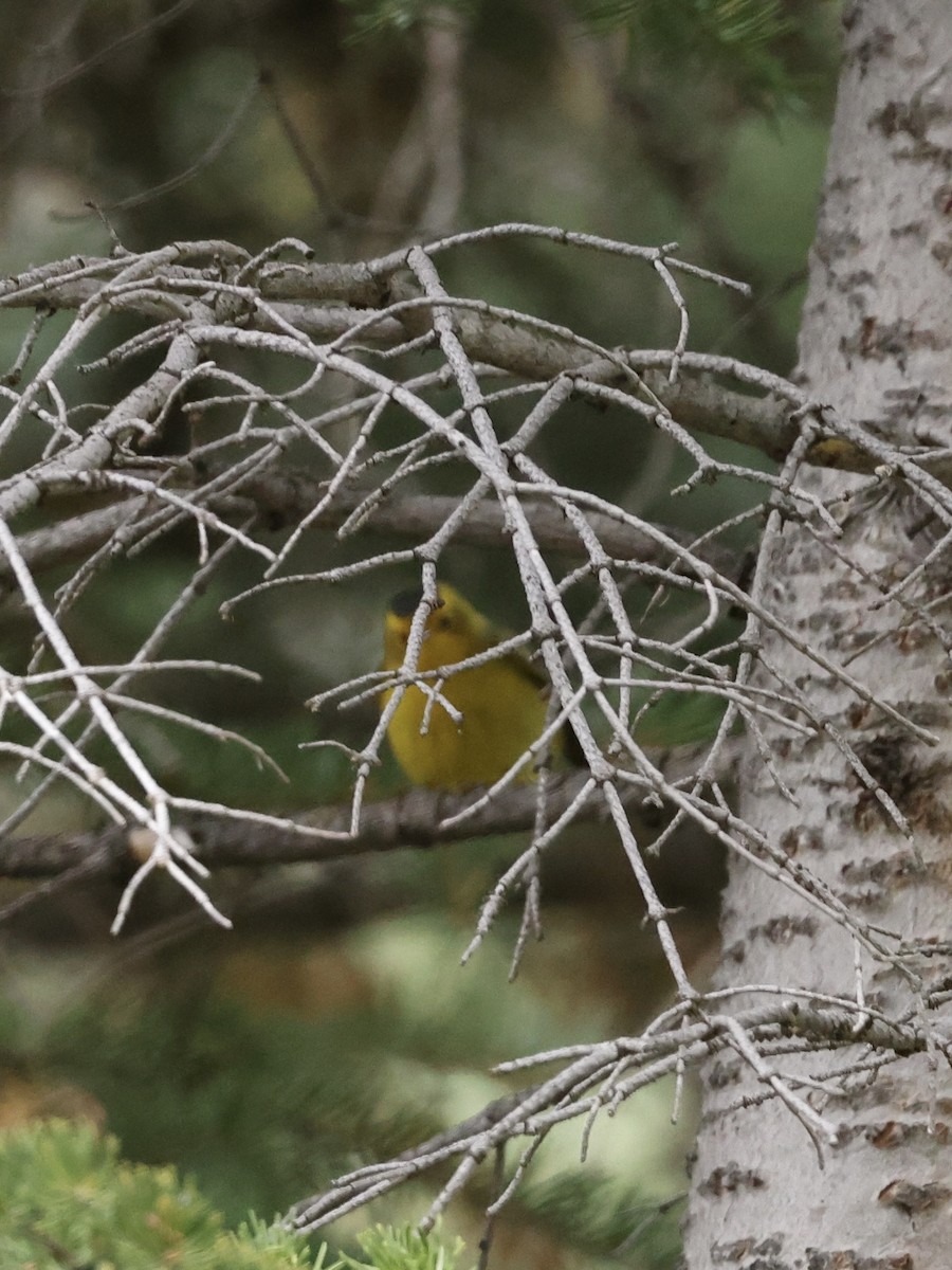 Wilson's Warbler - ML642144148