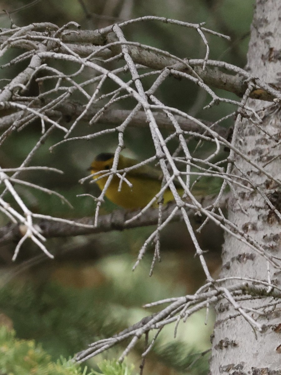 Wilson's Warbler - ML642144149