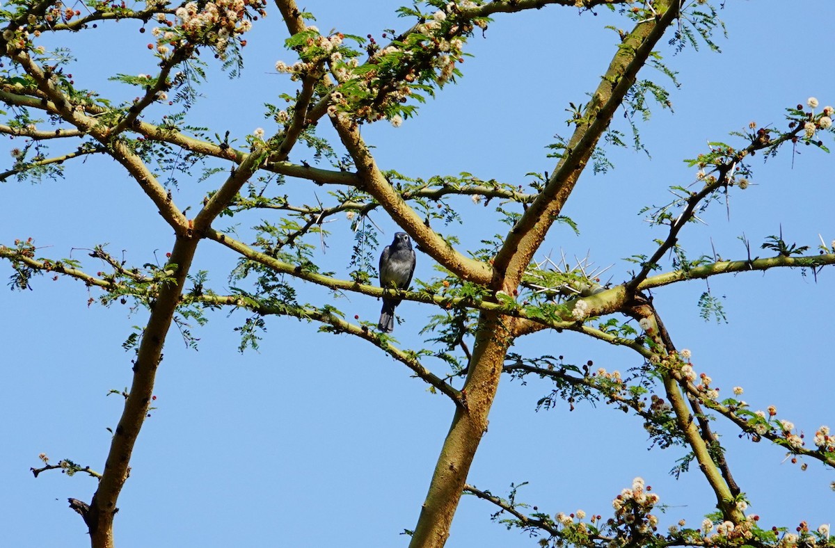 White-eyed Slaty-Flycatcher - ML642144152
