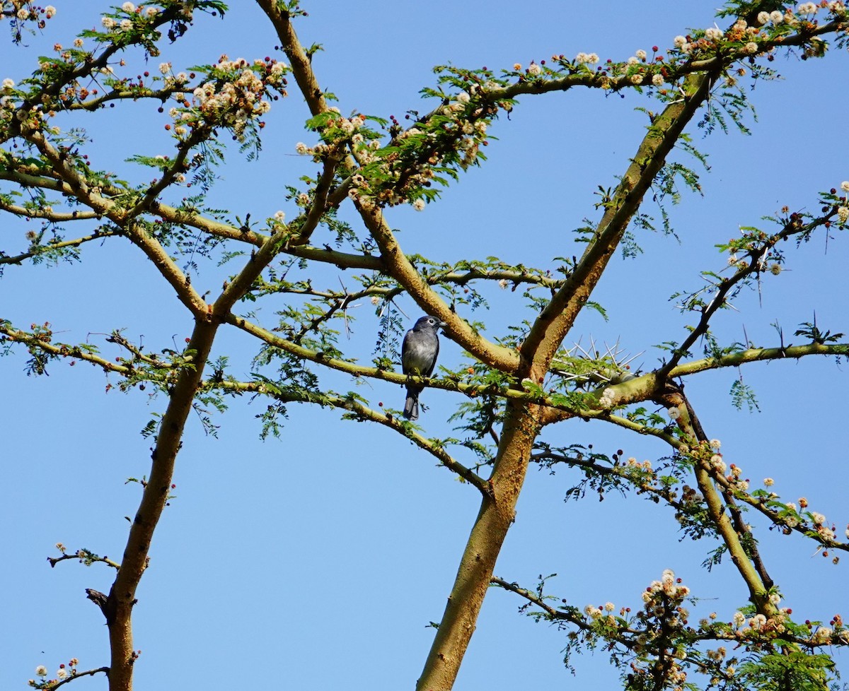 White-eyed Slaty-Flycatcher - ML642144153