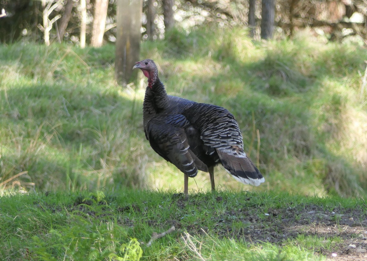 krocan divoký - ML642144154