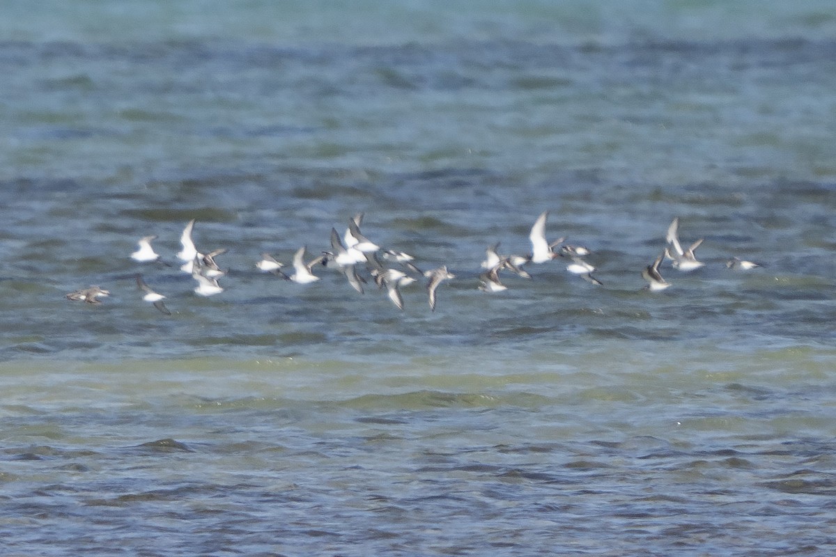rødstrupesnipe - ML642144220