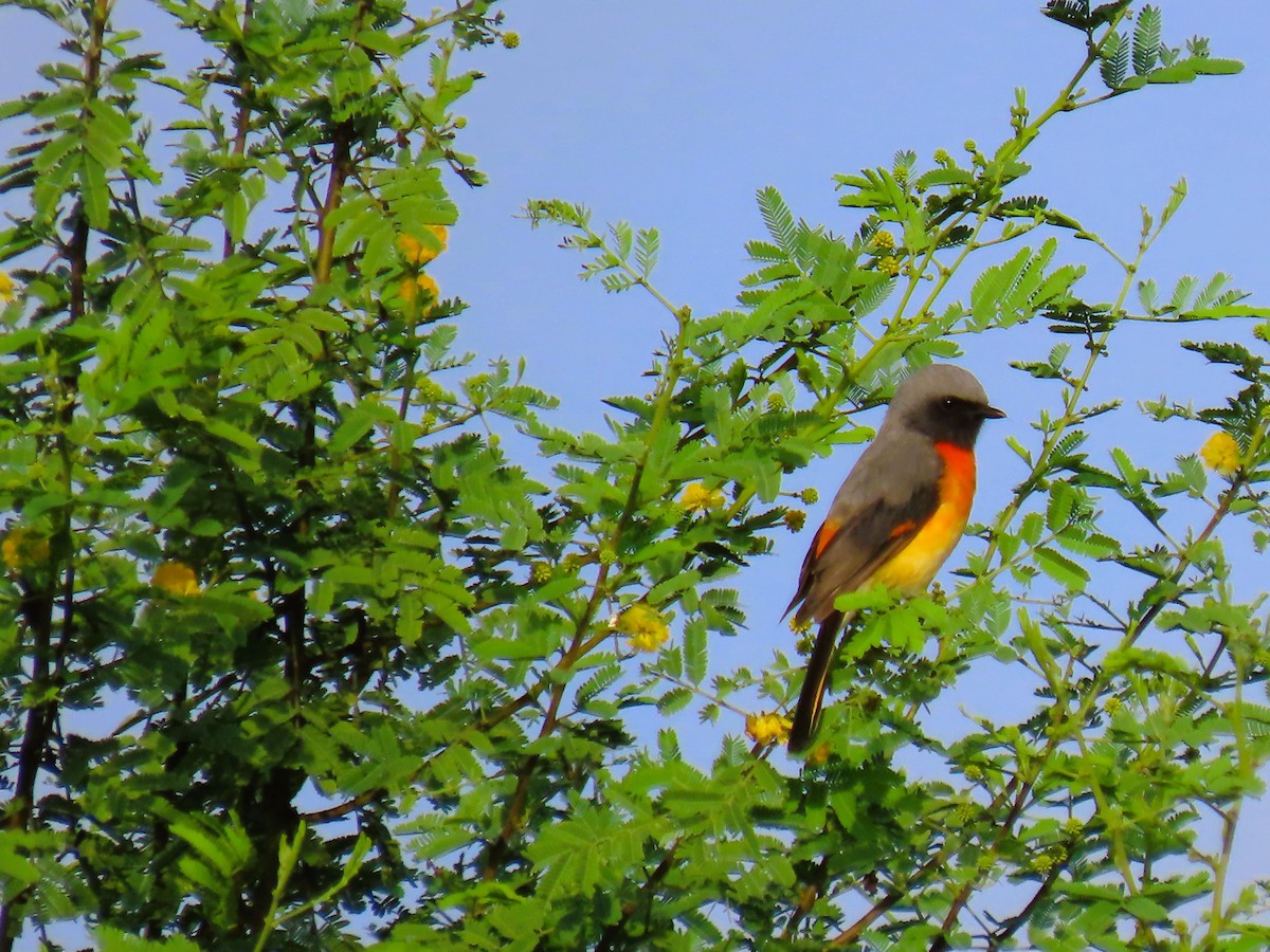 Minivet Chico - ML642144222