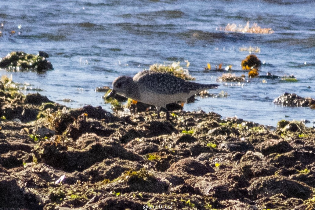 Black-bellied Plover - ML642144234