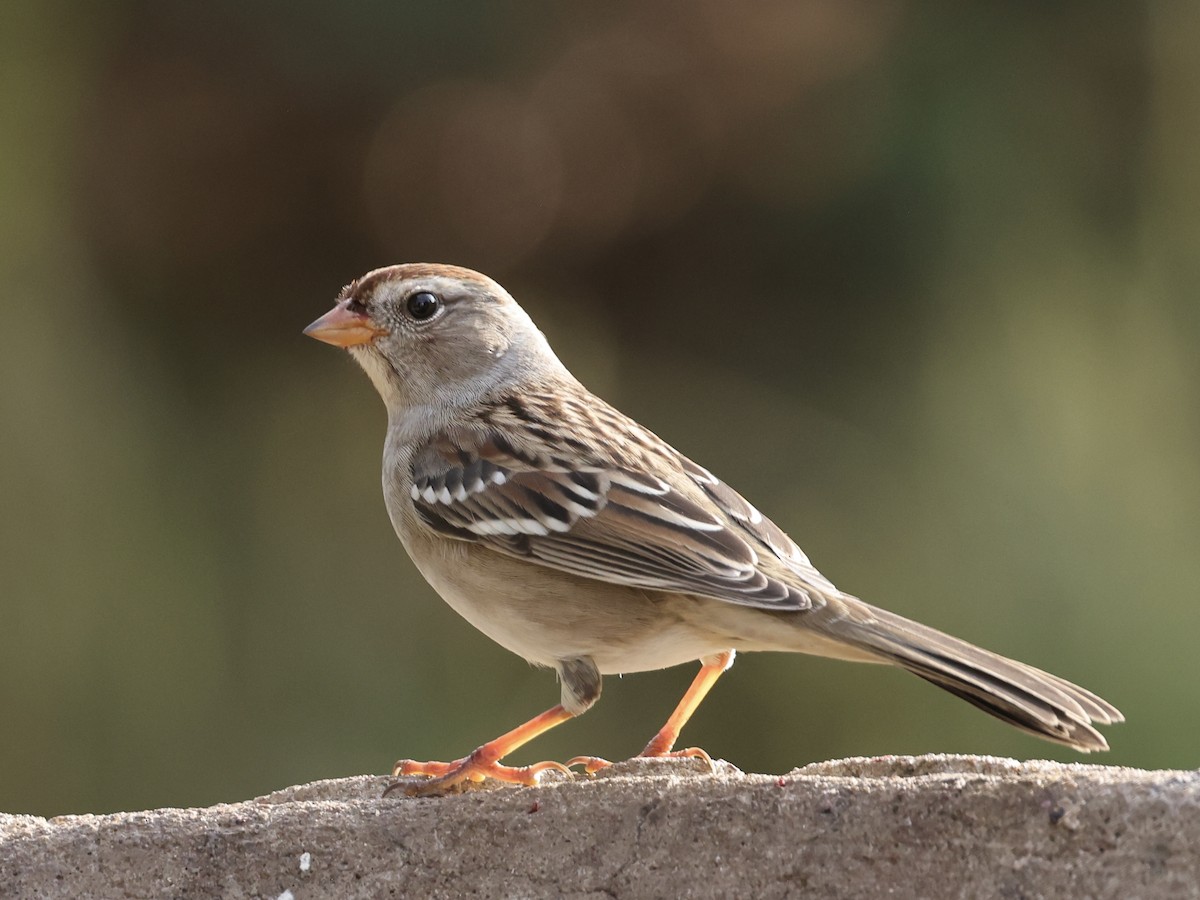 White-crowned Sparrow - ML642144251
