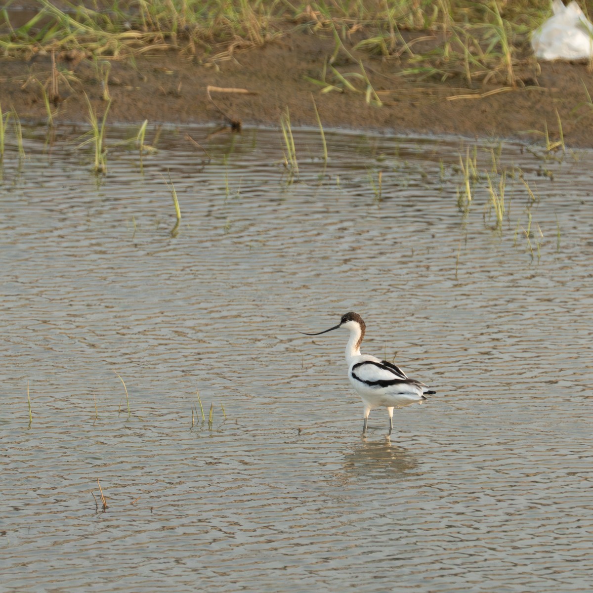 Pied Avocet - ML642144255