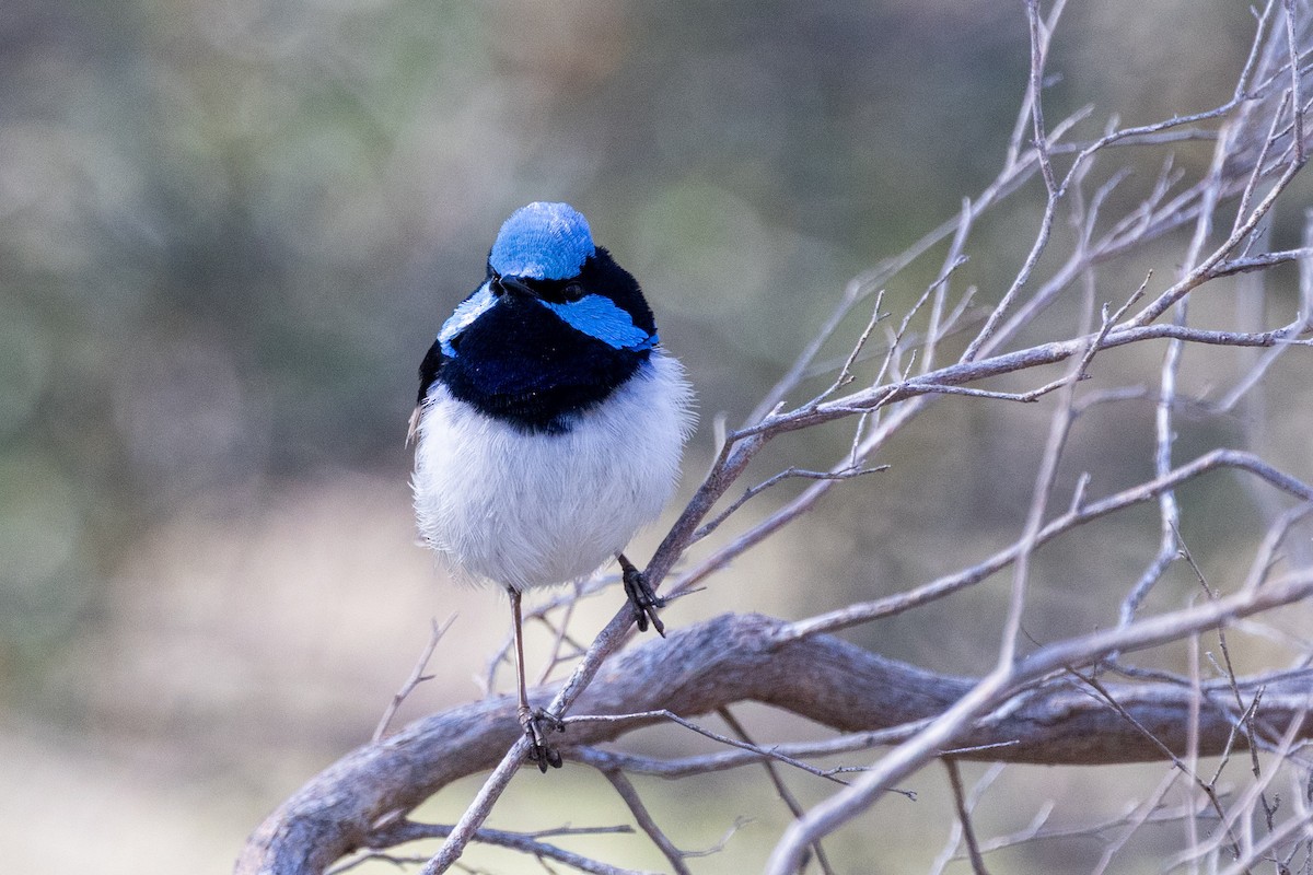 Superb Fairywren - ML642144260