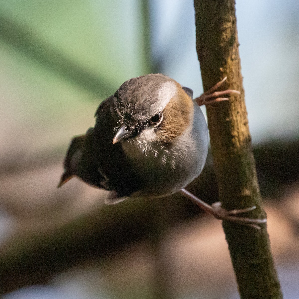Gray-headed Robin - ML642144272