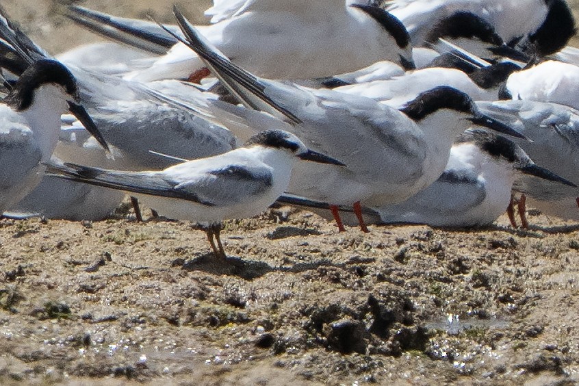rybák australský - ML642144287
