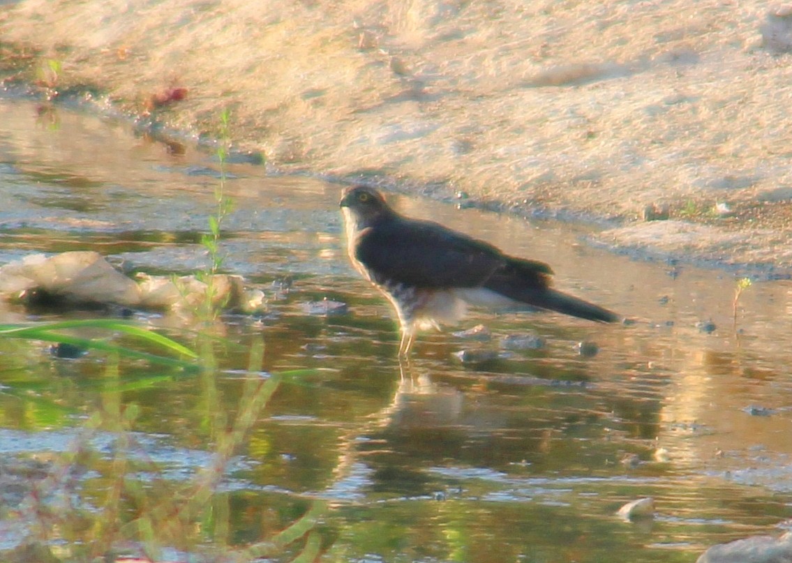 Eurasian Sparrowhawk - ML642144296