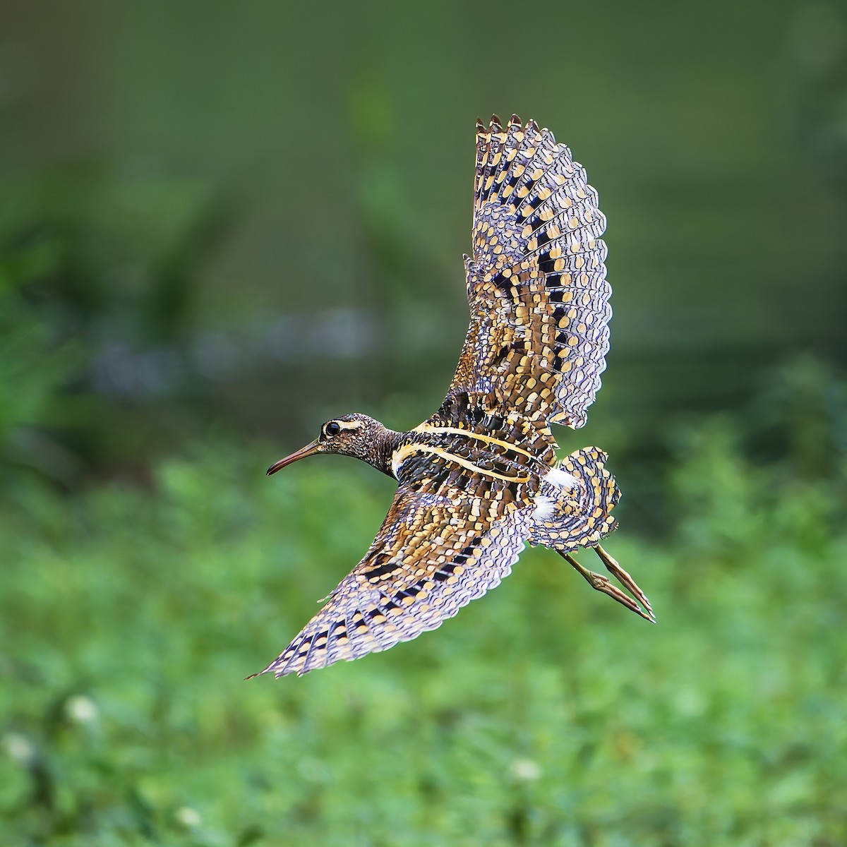 riksesnipe - ML642144319