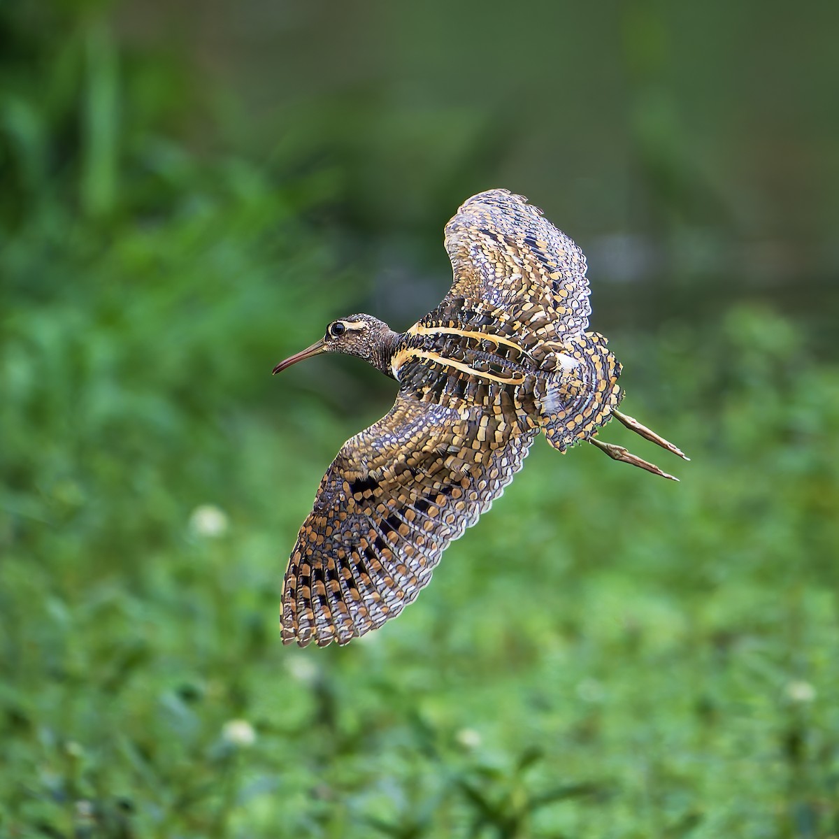 riksesnipe - ML642144320