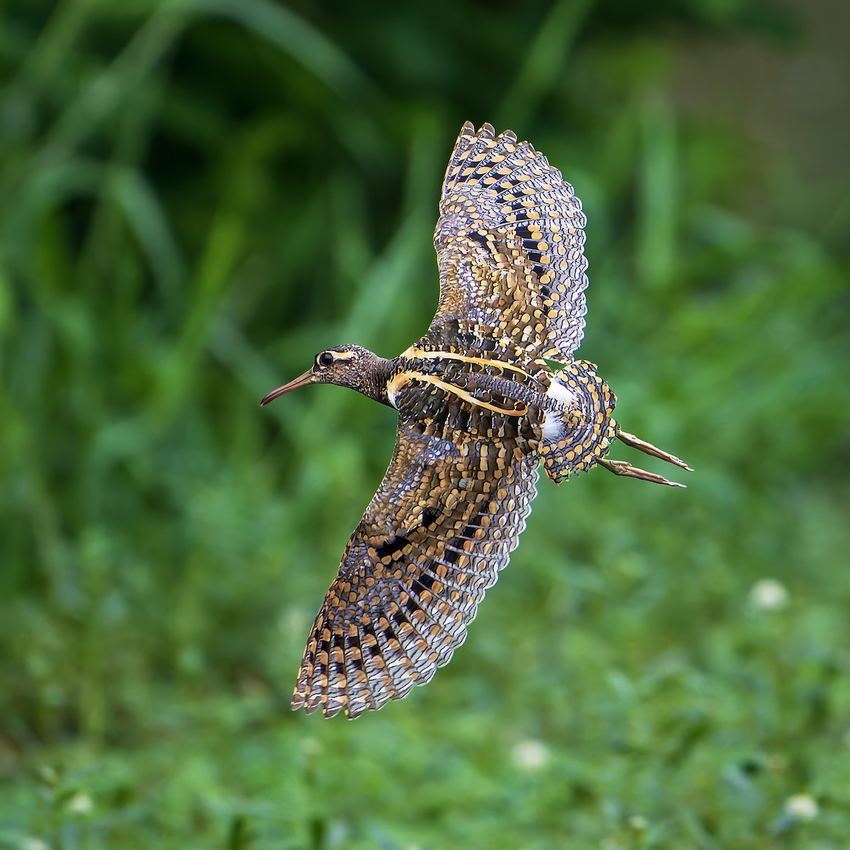 riksesnipe - ML642144322