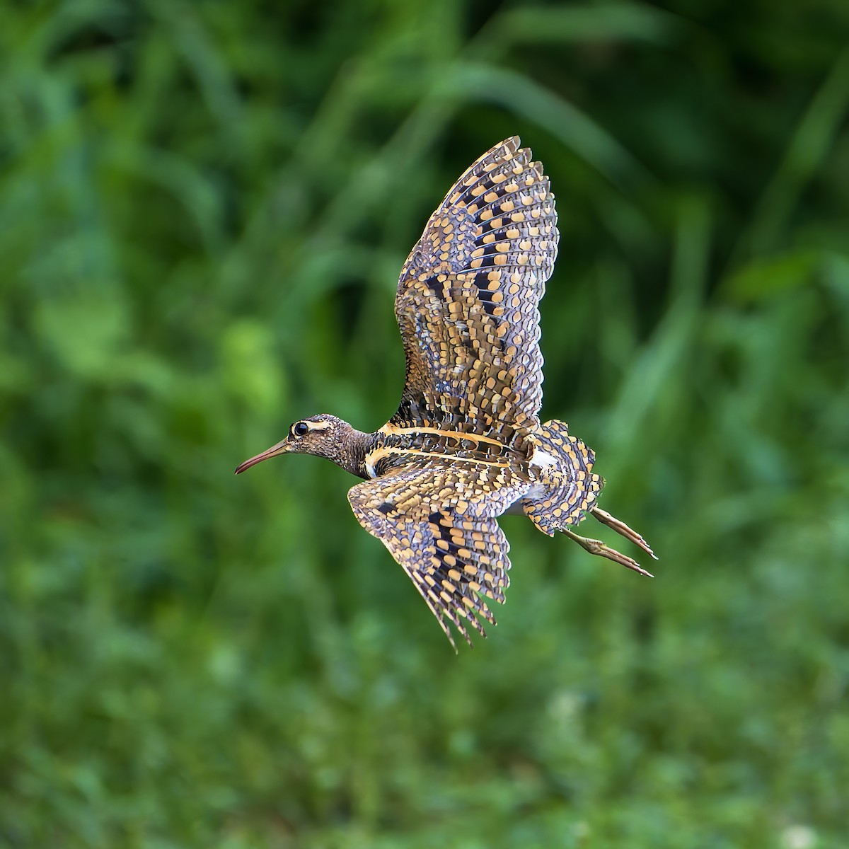 riksesnipe - ML642144323