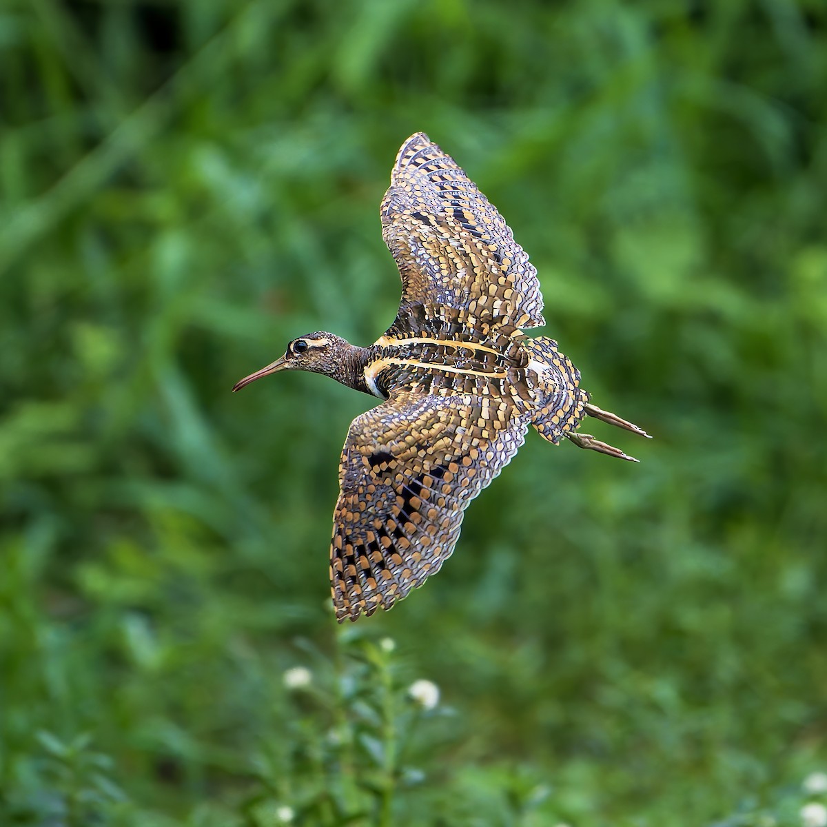 riksesnipe - ML642144325