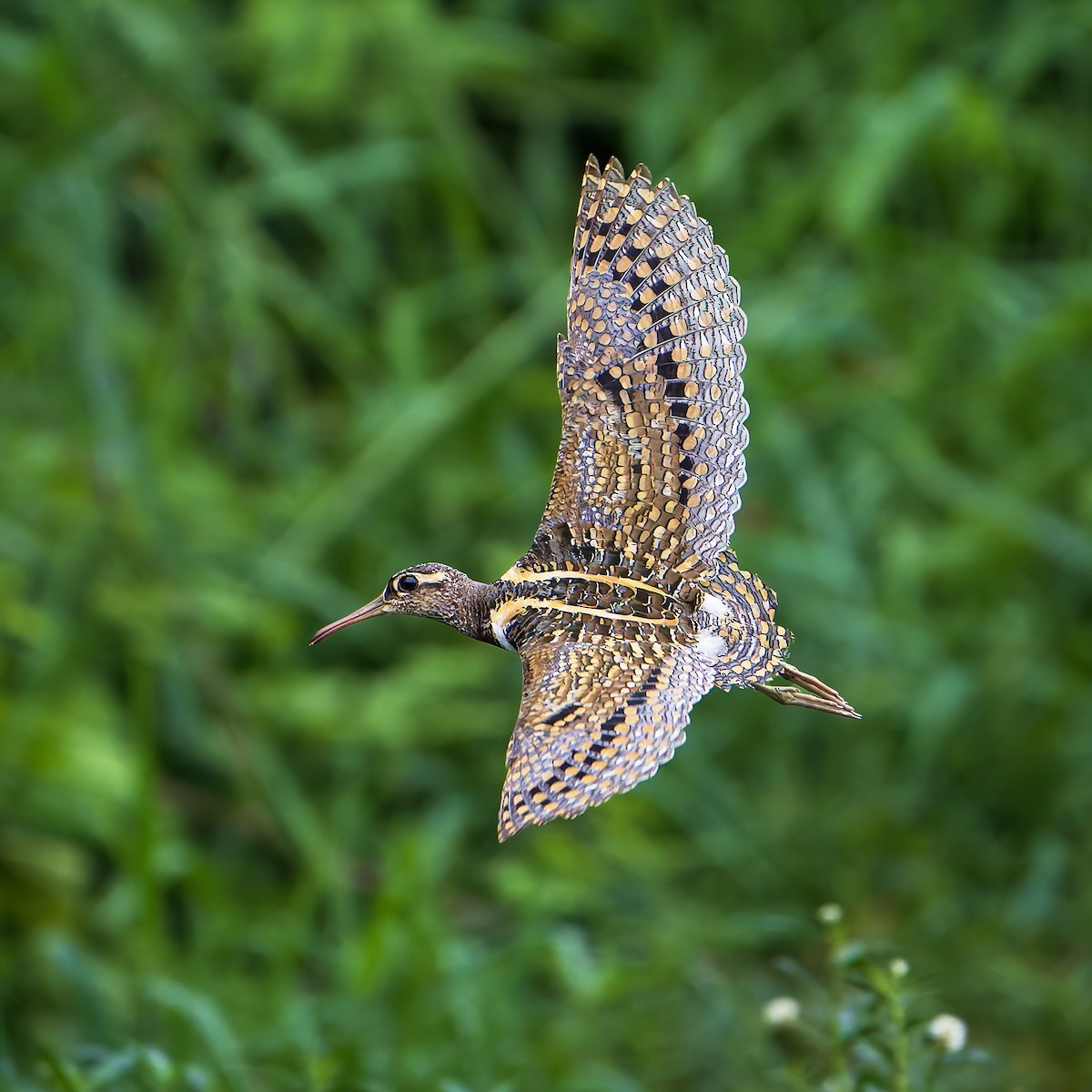riksesnipe - ML642144326