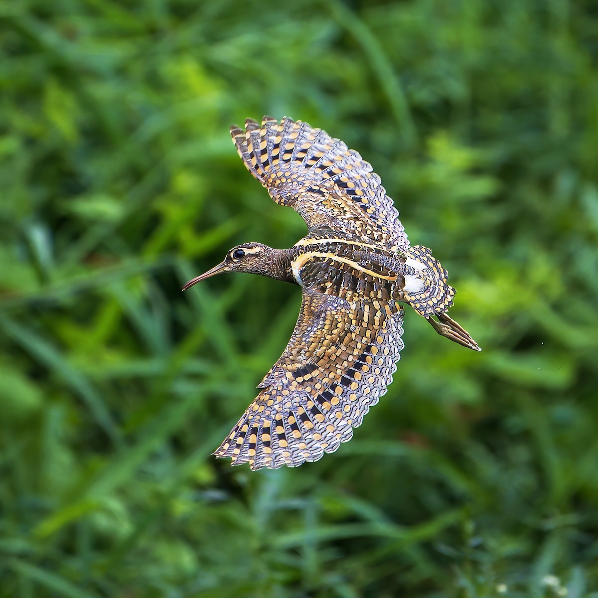 riksesnipe - ML642144327