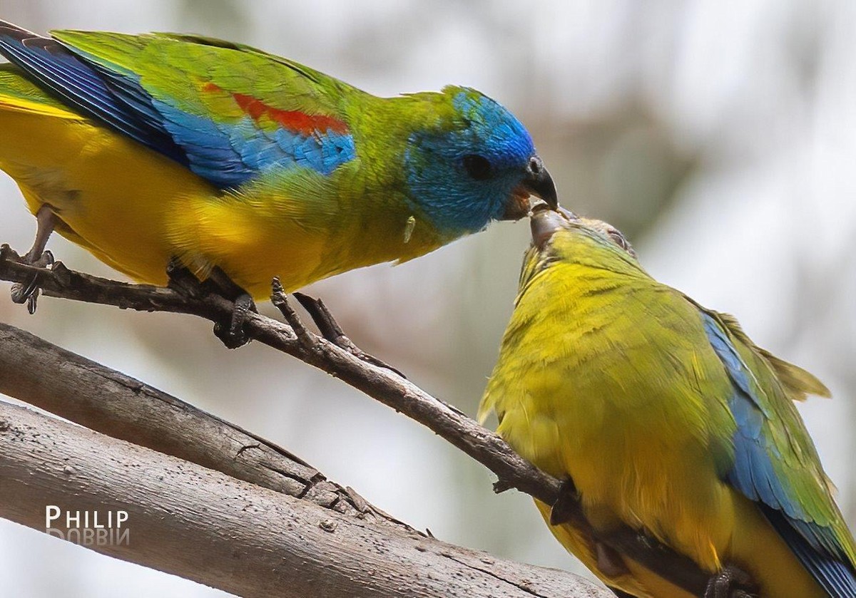 Turquoise Parrot - ML642144332