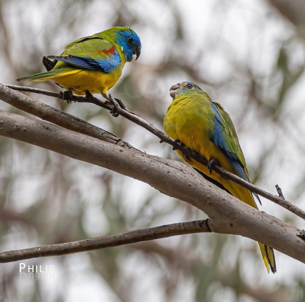 Turquoise Parrot - ML642144336