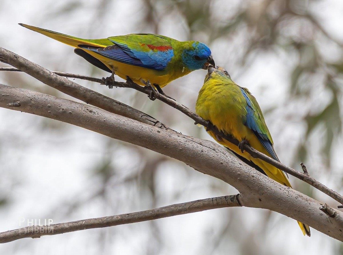 Turquoise Parrot - ML642144337