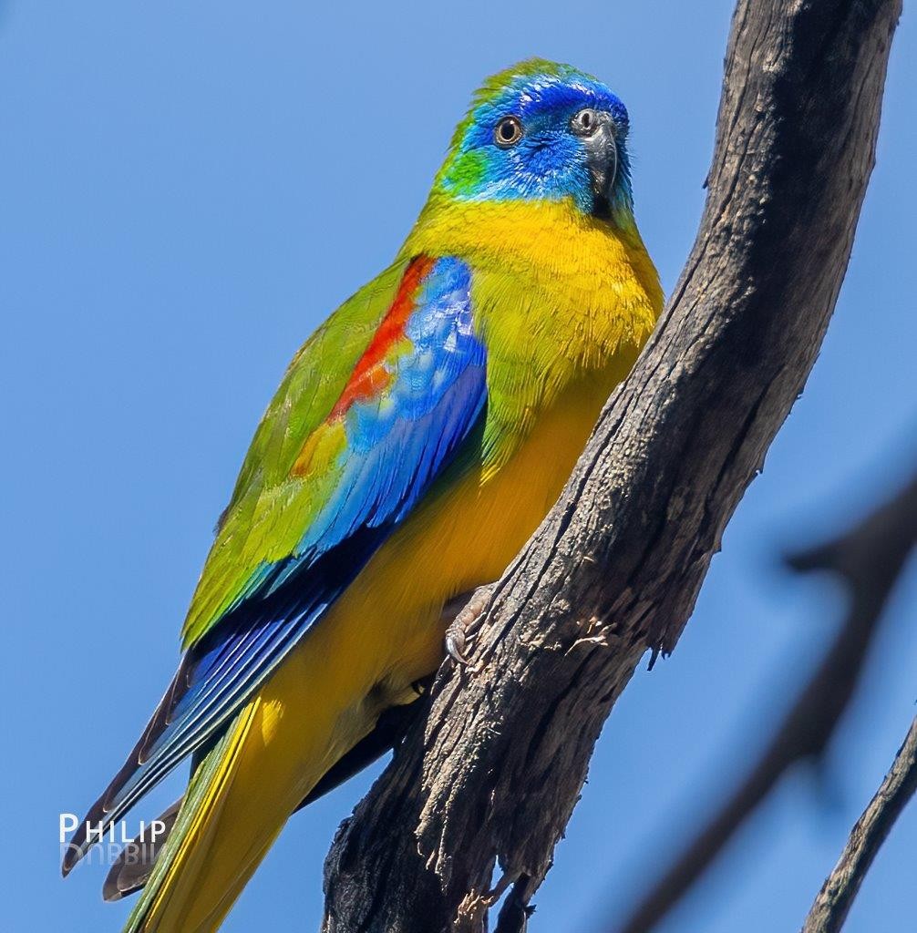 Turquoise Parrot - ML642144343
