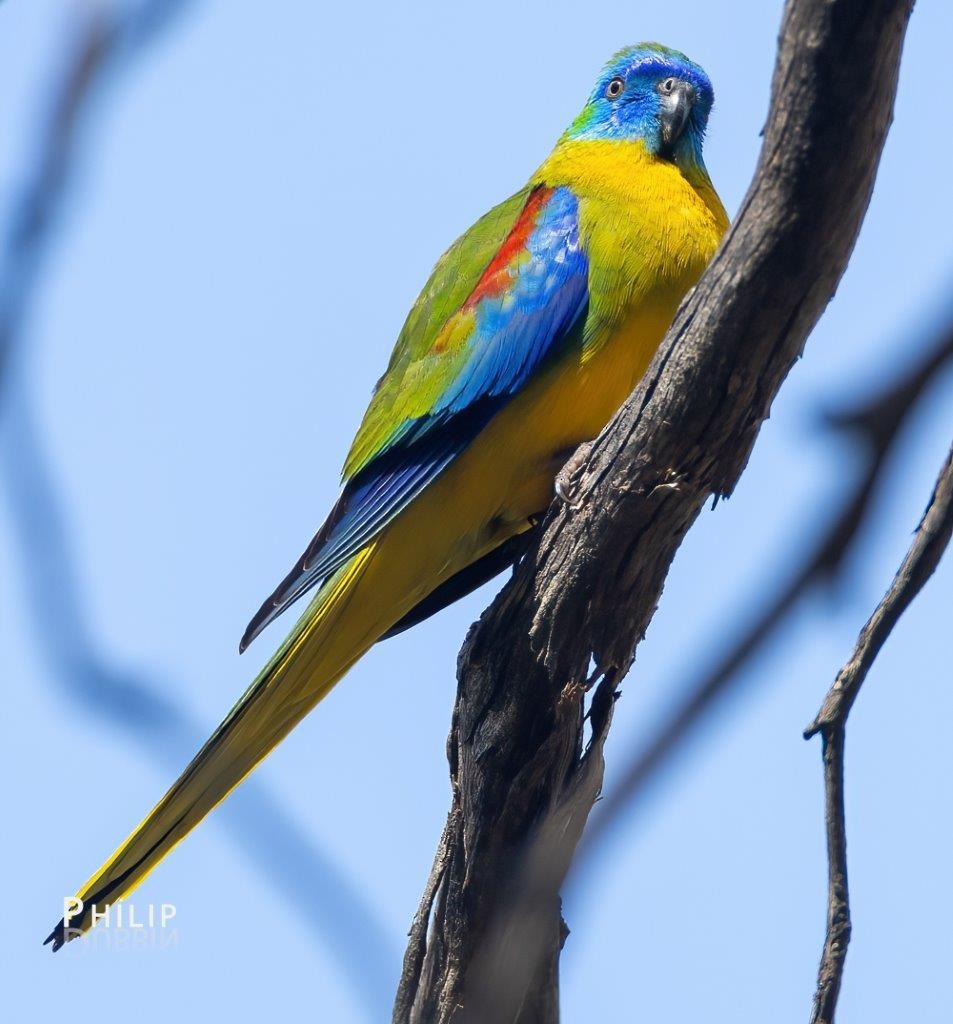 Turquoise Parrot - ML642144347