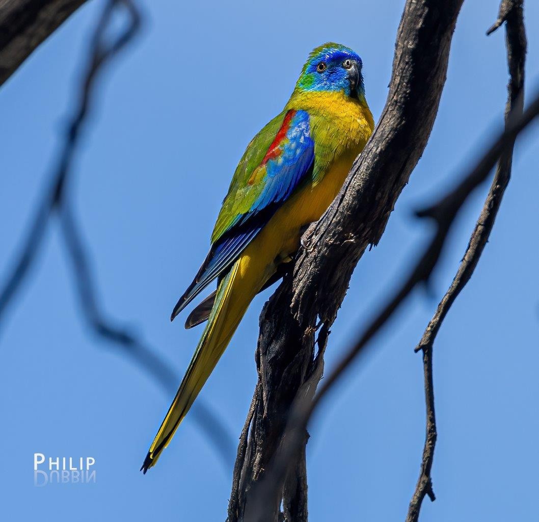 Turquoise Parrot - ML642144348